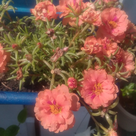 Meet your Posher, Stephanie - Picture 1 of 1